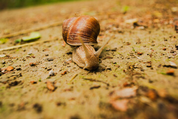 slow snail