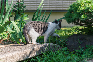 Japanese wild cat