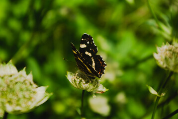 butterfly on the grass