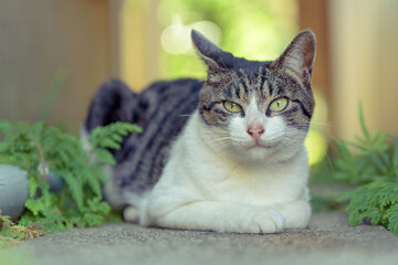Japanese wild cat