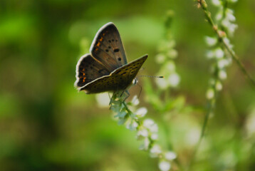 butterfly on leaf