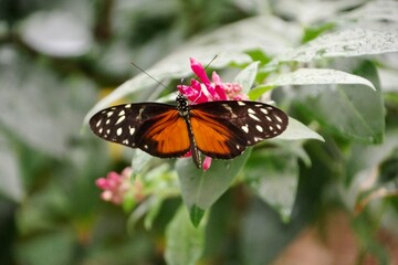 Schmetterling