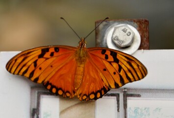 Schmetterling