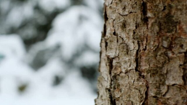 Black cat in a green elf costume on the stump in a winter snowy forest . Snowfall. Slow motion.  Christmas and New Year holidays.Elf cat. Christmas for pets.