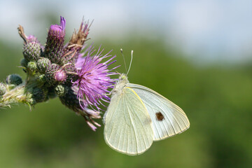 Closeup of a large white butterfly (Pieris brassicae).