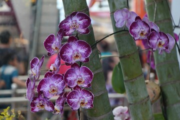 purple orchid in the garden