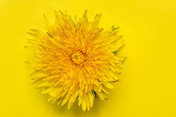 One blooming yellow dandelion isolated on a yellow background, close-up, minimalism. Can be used as a design element