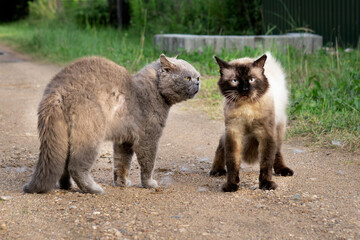 Aggressive Male British shorthair cat is going to attack a siamese cat outdoors in summer