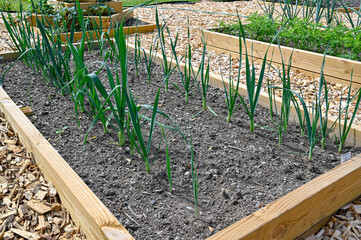 rows of leek at home in cultivating box