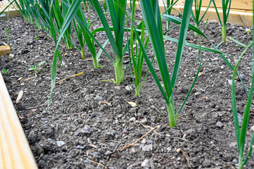 rows of leek at home in cultivating box