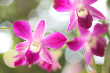 Fototapeta na wymiar Beautiful pink endrobium orchids flower on blurred green garden background with white bokeh close up
