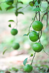 Lemons with green leaves hanging on branch of tree blurred background  in vegetables farm