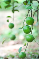 Lemons with green leaves hanging on branch of tree blurred background  in vegetables farm
