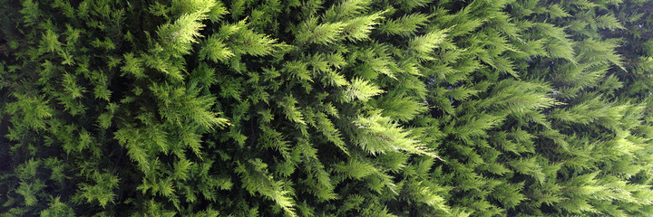 Close-up of evergreen coniferous tree thuja background