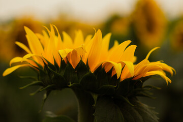 close up of yellow sunflower