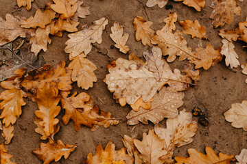oak leaves with raindrops - abstract natural background