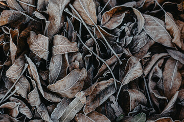Background of fallen leaves covered with hoarfrost. Winter frosts. Close up.