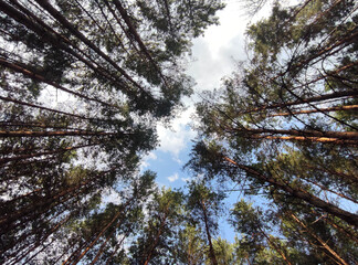 High pinetrees woods, nature wallpaper, beautiful forest background