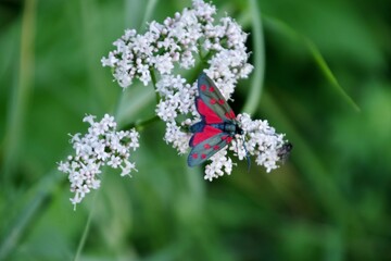 Großes Fünffleck Widderchen