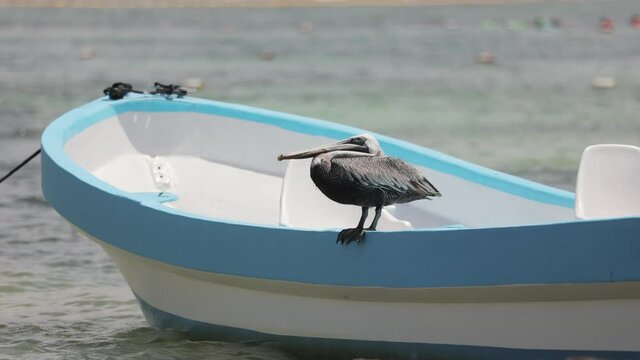 Pelican looking for fish. Holbox Island,  Mexico.