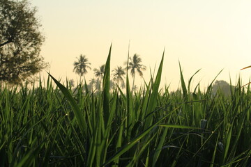 Abstract green natural background.Dew on the grass in sunny morning with beautiful soft bokeh effect