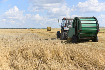 Obraz premium The tractor collects straw in large bales in the field. Harvesting of ripe wheat on a summer day.