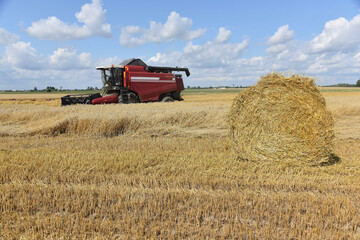 Fototapeta premium A grain harvester collects ripe ears of wheat grain on a summer day, there are large bales of straw on the field.