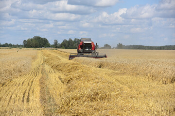 Fototapeta premium A combine harvester cuts wheat ears in a large field.