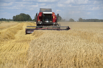Fototapeta na wymiar A combine harvester collects ripe ears of grain on a large farmer's field.