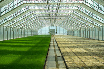 Green seedlings of coniferous trees. A greenhouse for growing plants and trees.