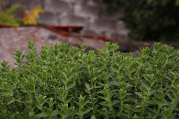 Sitka, Alaska Landscapes and Nature
