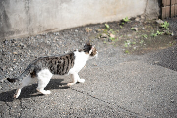 Scenery with Japanese stray cats