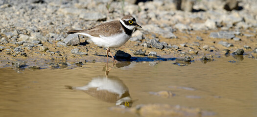 Flussregenpfeifer // Little ringed plover (Charadrius dubius) 