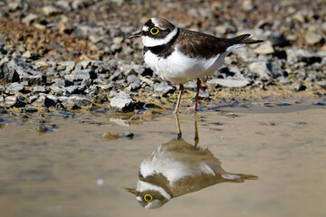 Little ringed plover // Flussregenpfeifer  (Charadrius dubius) 