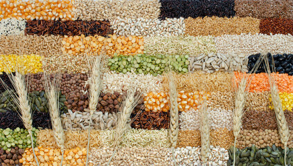 Group of dry wheat ear on variety kinds of natural organic cereal and grain seed background in brick wall pattern. Concept of healthy or carbohydrate food raw material