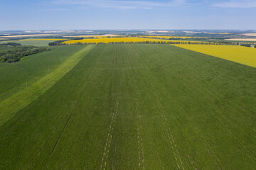 Obraz premium Aerial view of corn field