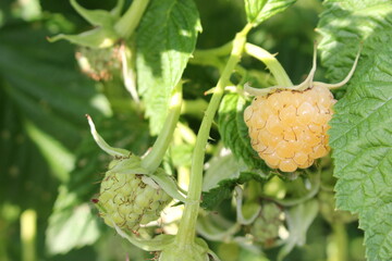 beautiful yellow raspberries growing on a green bush