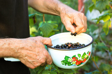 An elderly man, farmer in a summer garden, vegetable garden, picking blackcurrants in a white metal round bowl. The pensioner's hands, fingers in focus. Harvesting ripe juicy black berries. Copy space