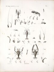 A study of biota and nature in North Africa