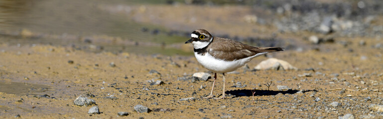 Flussregenpfeifer // Little ringed plover (Charadrius dubius) 