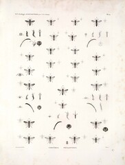 A study of biota and nature in North Africa