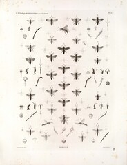 A study of biota and nature in North Africa