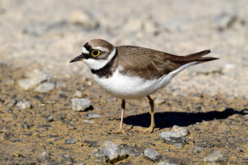 Flussregenpfeifer // Little ringed plover (Charadrius dubius) 