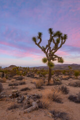Landscape of Joshua Trees in Joshua Tree National Park, California USA