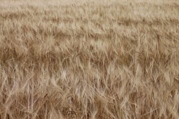 Rye field