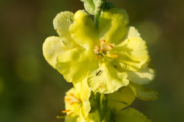 Obraz premium Verbascum, mullein yellow flowers closeup selective focus