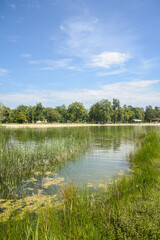 vue d'un lac et des arbres. Un lac avec des fleurs un ciel bleu et un nuage
