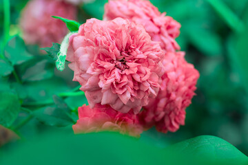 Pink lush flowers in the garden against the backdrop of greenery. Beautiful background for a holiday card
