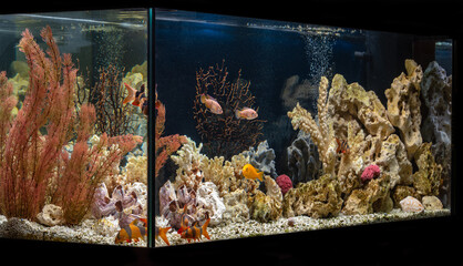 Freshwater aquarium decorated in pseudo-sea style. Aqua scape and aqua design.