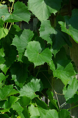 Green grape leaves on a sunny summer day close-up vertical orientation